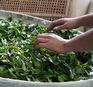 The Roasting of Tea Leaves