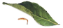 leaficon leaficon
