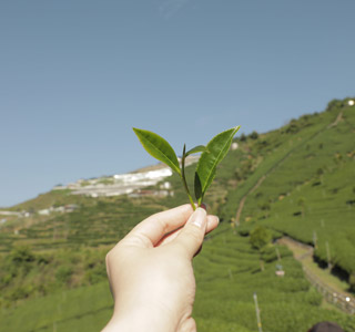 兒茶素功效